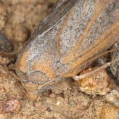 Paralaea porphyrinaria at Ainslie, ACT - 6 Apr 2020