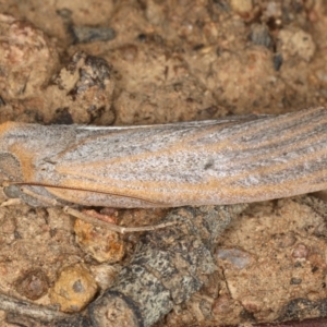 Paralaea porphyrinaria at Ainslie, ACT - 6 Apr 2020