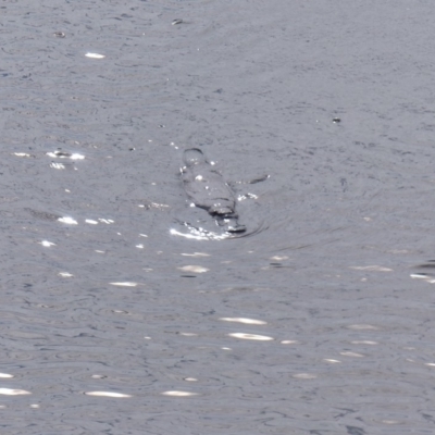 Ornithorhynchus anatinus (Platypus) at Bega, NSW - 7 Apr 2020 by MatthewHiggins