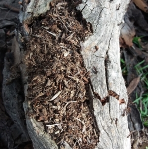 Papyrius nitidus at Symonston, ACT - 7 Apr 2020