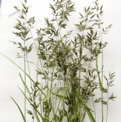 Eragrostis cilianensis (Stinkgrass) at Hughes, ACT - 6 Apr 2020 by ruthkerruish