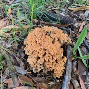 Ramaria capitata var. capitata at Fraser, ACT - 7 Apr 2020