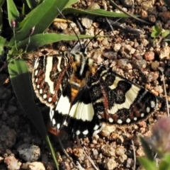 Apina callisto (Pasture Day Moth) at Theodore, ACT - 7 Apr 2020 by JohnBundock