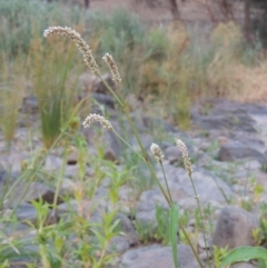 Persicaria lapathifolia (Pale Knotweed) at Bullen Range - 29 Dec 2019 by michaelb