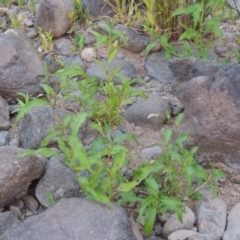 Persicaria lapathifolia at Greenway, ACT - 29 Dec 2019