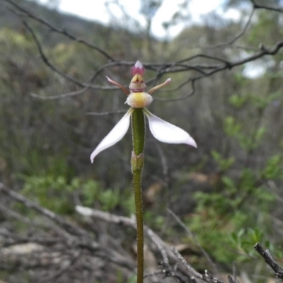 Eriochilus cucullatus (Parson's Bands) at Theodore, ACT - 7 Apr 2020 by owenh