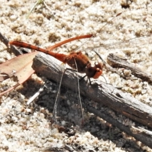 Diplacodes bipunctata at Theodore, ACT - 7 Apr 2020