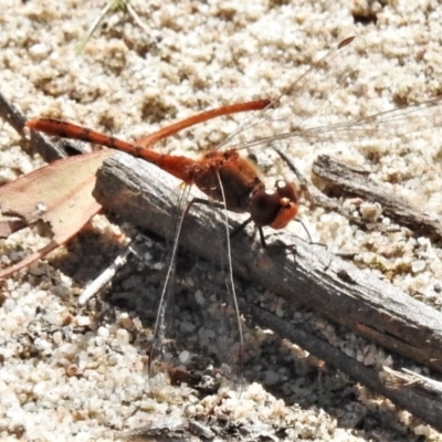 Diplacodes bipunctata (Wandering Percher) at Theodore, ACT - 7 Apr 2020 by JohnBundock