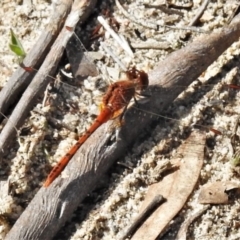 Diplacodes bipunctata at Theodore, ACT - 7 Apr 2020 12:25 PM