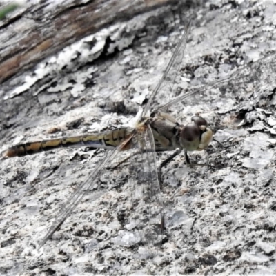 Diplacodes bipunctata (Wandering Percher) at Tuggeranong Hill - 7 Apr 2020 by JohnBundock