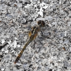 Diplacodes bipunctata at Theodore, ACT - 7 Apr 2020 11:33 AM