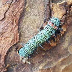 Phalaenoides glycinae at Holt, ACT - 7 Apr 2020