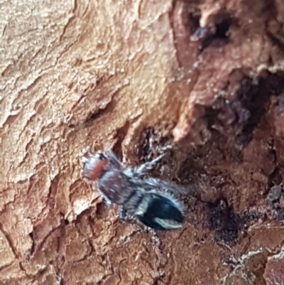 Mutillidae (family) (Unidentified Mutillid wasp or velvet ant) at Holt, ACT - 7 Apr 2020 by trevorpreston