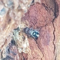 Mutillidae (family) at Holt, ACT - 7 Apr 2020