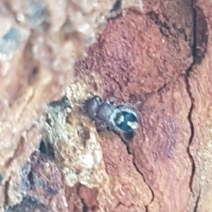 Mutillidae (family) at Holt, ACT - 7 Apr 2020