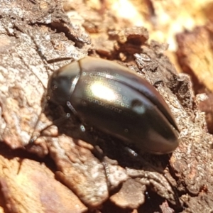 Chalcopteroides spectabilis at Holt, ACT - 7 Apr 2020