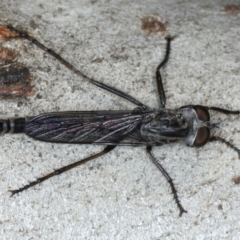 Cerdistus sp. (genus) (Yellow Slender Robber Fly) at Ainslie, ACT - 6 Apr 2020 by jbromilow50