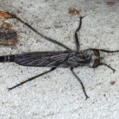 Cerdistus sp. (genus) at Ainslie, ACT - 6 Apr 2020