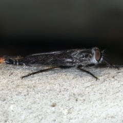 Cerdistus sp. (genus) at Ainslie, ACT - 6 Apr 2020