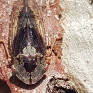 Stenocotis depressa at Holt, ACT - 7 Apr 2020