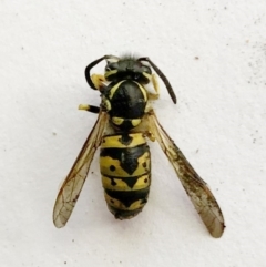 Vespula germanica (European Wasp, German Yellowjacket Wasp) at Hughes, ACT - 6 Apr 2020 by ruthkerruish