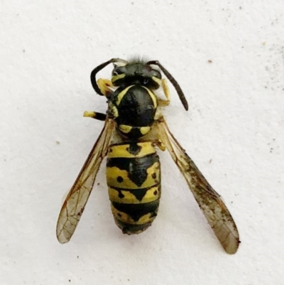Vespula germanica (European wasp) at Hughes, ACT - 6 Apr 2020 by ruthkerruish