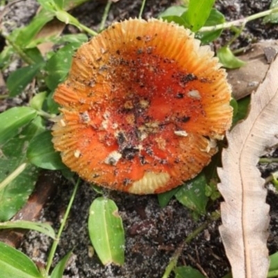 Amanita xanthocephala (Vermilion grisette) at Lake Conjola, NSW - 4 Apr 2020 by lissmel66