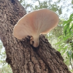 Pleurotus sp. (Pleurotus) at Lake Conjola, NSW - 4 Apr 2020 by lissmel66