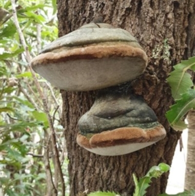 Phellinus sp. (Phellinus sp.) at Lake Conjola, NSW - 3 Apr 2020 by lissmel66