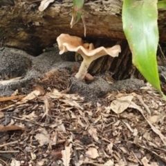 Unidentified Fungus at Lake Conjola, NSW - 4 Apr 2020 by lissmel66