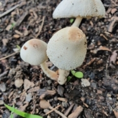 Leucocoprinus sp. (Leucocoprinus sp.) at Conjola Bushcare - 3 Apr 2020 by lissmel66