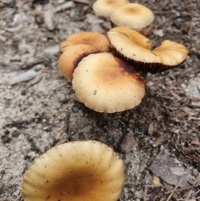 Agarics gilled fungi at Cunjurong Point, NSW - 3 Apr 2020 by lissmel66