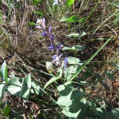 Veronica perfoliata (Digger's Speedwell) at Fyshwick, ACT - 7 Apr 2020 by SandraH