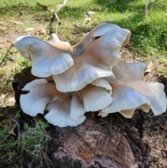 Omphalotus nidiformis (Ghost Fungus) at Lake Conjola, NSW - 4 Apr 2020 by lissmel66