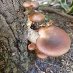 Omphalotus nidiformis (Ghost Fungus) at Cunjurong Point, NSW - 3 Apr 2020 by lissmel66