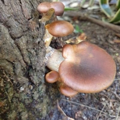 Omphalotus nidiformis (Ghost Fungus) at Cunjurong Point, NSW - 4 Apr 2020 by lissmel66