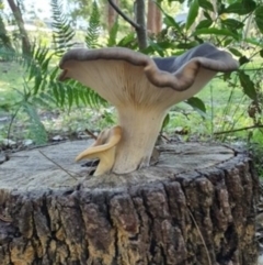 Omphalotus nidiformis (Ghost Fungus) at Lake Conjola, NSW - 4 Apr 2020 by lissmel66