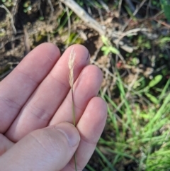 Dichelachne sp. (Plume Grasses) at Stromlo, ACT - 6 Apr 2020 by MattM