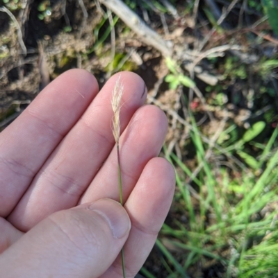 Dichelachne sp. (Plume Grasses) at Stromlo, ACT - 5 Apr 2020 by MattM