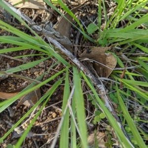 Dichelachne sp. at Stromlo, ACT - 6 Apr 2020