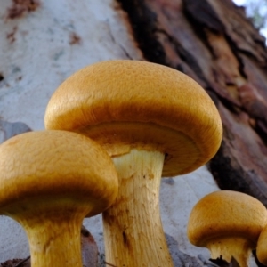 Gymnopilus junonius at Florey, ACT - 7 Apr 2020 05:23 PM