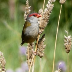 Neochmia temporalis (Red-browed Finch) at Fyshwick, ACT - 20 Mar 2020 by MargD