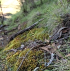 Poa (genus) (A Snow Grass) at Stromlo, ACT - 6 Apr 2020 by MattM