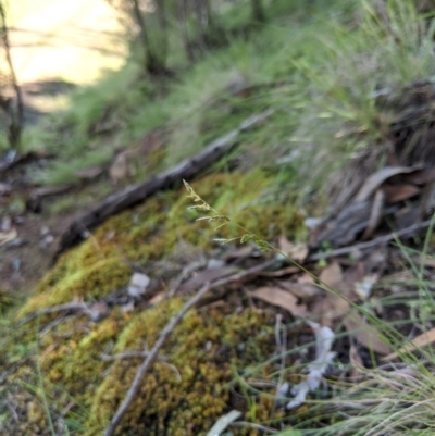 Poa sp. (A Snow Grass) at Stromlo, ACT - 6 Apr 2020 by MattM