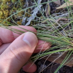 Poa sp. at Stromlo, ACT - 6 Apr 2020