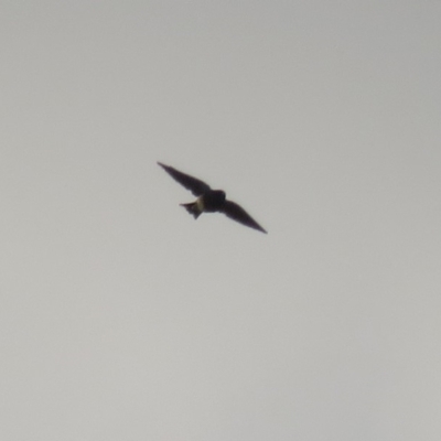 Artamus cyanopterus (Dusky Woodswallow) at Macarthur, ACT - 7 Apr 2020 by RodDeb