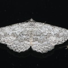Psilosticha absorpta (Fine-waved Bark Moth) at Ainslie, ACT - 6 Apr 2020 by jb2602