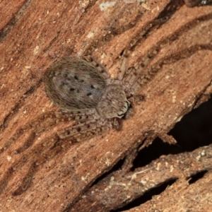 Isopedella sp. (genus) at Dunlop, ACT - 5 Apr 2012 03:49 PM