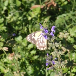 Belenois java at Dunlop, ACT - 7 Apr 2020 12:00 AM