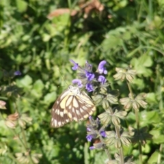 Belenois java at Dunlop, ACT - 7 Apr 2020 12:00 AM